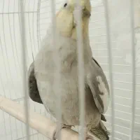 پرنده|پرنده|قدس, شهر‌قدس|دیوار