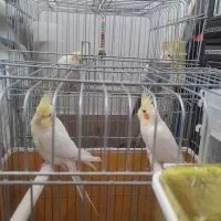 عروس هلندی|پرنده|مهریز, |دیوار