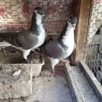 کبوتر دمگیر