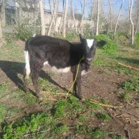 یک راس لیشه چالوسی .گاولیشه ورزا