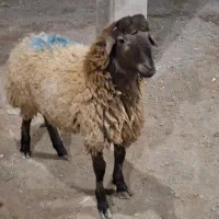 گوسفند زنده  شش ماه|حیوانات مزرعه|مشهد, توس (بلوار توس)|دیوار