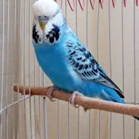 مرغ عشق انگلیسی گرید B