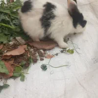 بچه‌خرگوش‌|موش و خرگوش|مشهد, کلاته برفی|دیوار