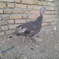 بوقلمون و مرغ