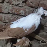 کبوتر ککیلی یاتاق کوگچح|پرنده|اردبیل, |دیوار