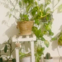 استند و گل ها فروشی|گل و گیاه طبیعی|فیروزآباد (فارس), |دیوار