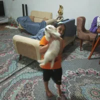 سلام پشمالو نژاد دار