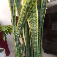 گل آپارتمانی سانس