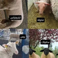 گوسفند رومن ایلدوفرانس لاکن شاروله سافولک رایگان