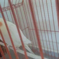 عروس هلندی درجه 1 رام|پرنده|ری, شهرک نظامی|دیوار