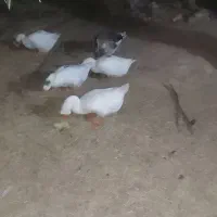 غوغاز