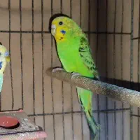 مرغ عشق ماده