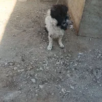 سگ فروشی|سگ|زاغه, |دیوار