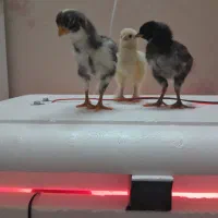 مرغ برهما و آمروک