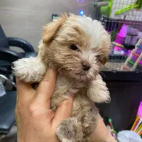 واگذاری سگ مالتیز دوماهه