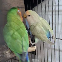 طوطی برزیلی مولد ، (جفت خورده)