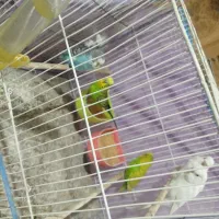 انواع پرنده عروس،کوتوله، مرغ عشق ، دستی و غیر دستی|پرنده|مشهد, تربیت (صدف)|دیوار