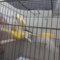 تعدادی قناری|پرنده|لنگرود, |دیوار