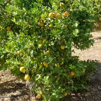 باغ ثمری|فروش زمین و ملک کلنگی|باشت, |دیوار