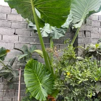گل بابا آدم|گل و گیاه طبیعی|آمل, |دیوار
