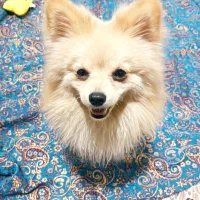 سگ پامرروباهی نر