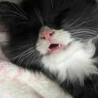 واگذاری گربه|گربه|قزوین, |دیوار