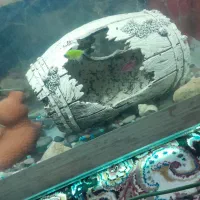 ماهی|ماهی|شیراز, کوشک میدان|دیوار