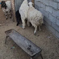 گوسفند ابستن|حیوانات مزرعه|میرجاوه, |دیوار