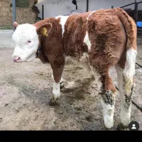 فروش بهترین گوساله نر|حیوانات مزرعه|تهران, انبار نفت|دیوار