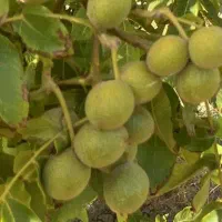 حراج نهال گردو 6ساله نقد و چک