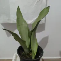 گلهای طبیعی|گل و گیاه طبیعی|تالش, هشتپر|دیوار