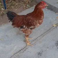 جوجه خروس محلی