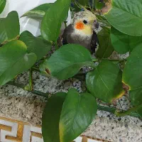 عروس هلندی سخنگو|پرنده|قروه, |دیوار