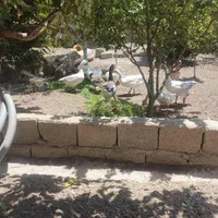 غاز|حیوانات|اصفهان, کارلادان|دیوار