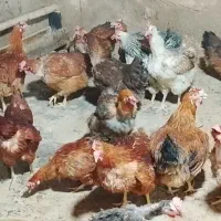 مرغ بومی تخم گذار به شرط با ورزن 2.5 به بالا