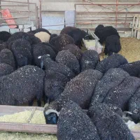 گوسفند زنده