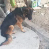 واگذاری یه قلاده سگ ژرمن اصل