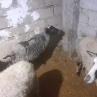 گوسفند رومانف