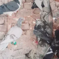 حیون گرفتنی