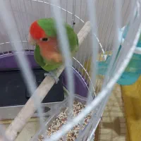 فروش طوطی برزیلی