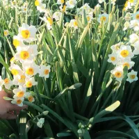 گل نرگس شهلادرجه یک|گل و گیاه طبیعی|شیراز, آزادگان|دیوار