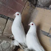 تعدادی کبوتر