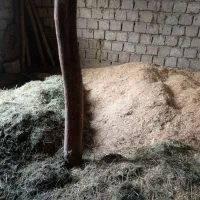 مقدار 400 کیلو کاه و یونجه. و 5 عدد بسته پرس یونجه