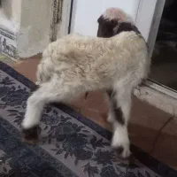 بره|حیوانات مزرعه|حمیل, |دیوار