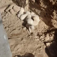 توله سگ پاکوتاه معاوضه باکبوترمفت زدم|حیوانات|کرمان, |دیوار