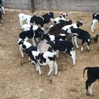 فروش 20راس گوساله شیری