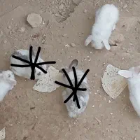 فروش سه عدد خرگوش  لوپ