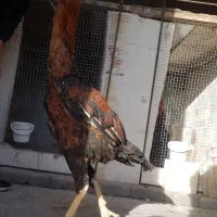 خروس لاری افغان