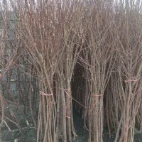 نهال نهالستان