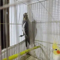 عروس هلندی|پرنده|گلبهار, شهر جدید گلبهار|دیوار